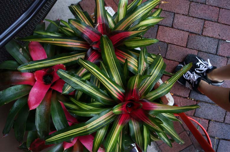 18200-bromelia.jpeg