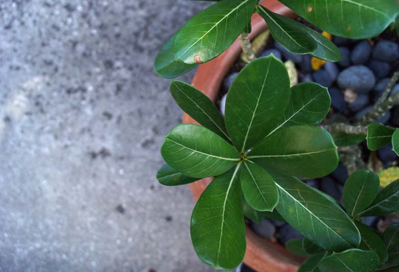 36798-planta.jpeg